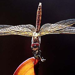 photo "Dragon Fly"