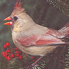 фото "Female Cardinal"