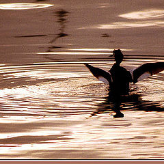 photo "Water procedures."