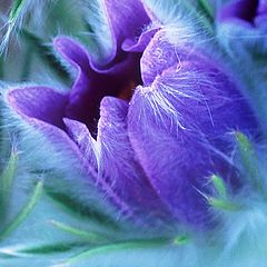 фото "Opening"