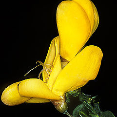 фото "Broom Flower"