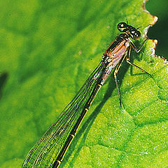 photo "Blue-tailed Damselfly"