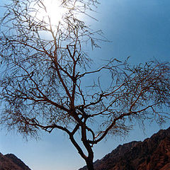 photo "The hot sun and a tree"