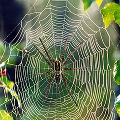 photo "A cobweb"