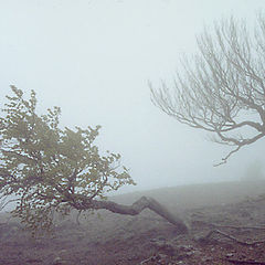 фото "Бегущие деревья"