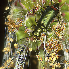 photo "Red-Tipped Flower Beetle on Salad Burnet"