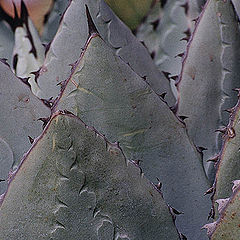 photo "Cactus"