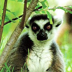 фото "Lemur Repost"