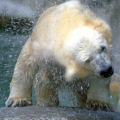 photo "Baby polar bear"