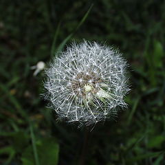 photo "Dandelion"