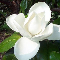 photo "Southern Magnolia"