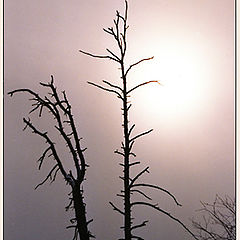 photo "Winter fog"