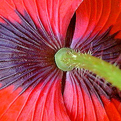 photo "A Poppy`s Posterior"