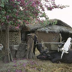 фото "Hindu Pastoralle"