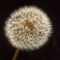 фото "Dandelion Star"