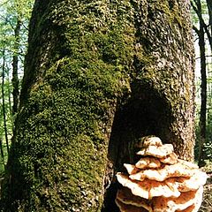 фото "Дерево и гриб"