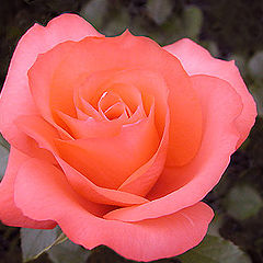 фото ""Lo How A Rose E`re Blooming""