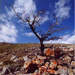 фото "Дерево и камни"