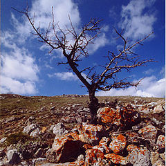 photo "A tree and stones"