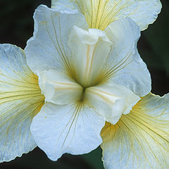 фото "Essence"