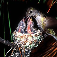 photo "Dinner Time"