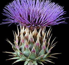 фото "Thistle"