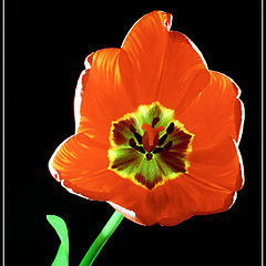 photo "Tulip"