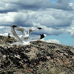 photo "Wings"