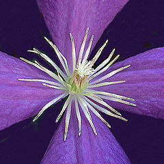 photo "Centerpiece"