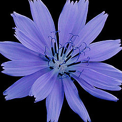 photo "Chicory"