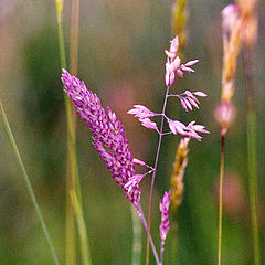 photo "countryside"