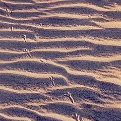 photo "footprints & sand patterns"