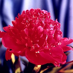 фото "Peony (devoted to Melanie Kipp)"