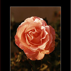 photo "Autumn rose"