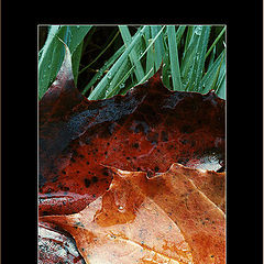 photo "Wet leaves"