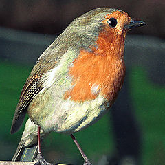 photo "European Robin"