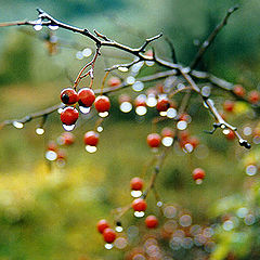 фото "After a rain."