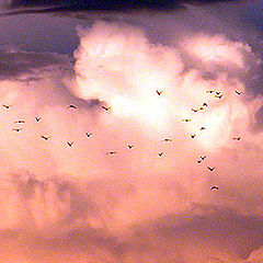 photo "Exodus At Dusk"