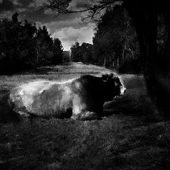 photo "The Bull"