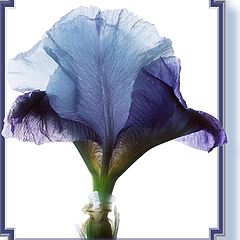 фото "Translucent - Note Card Design"