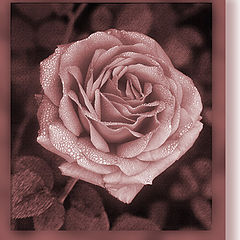 фото "Blush - Note Card Design"