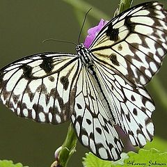 photo "Brush Footed Butterfly Portrait"