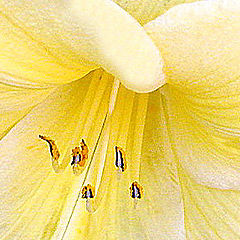 photo "Sunny Side Up""