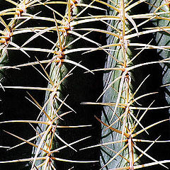 photo "Prickly"