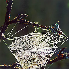 photo "A web"
