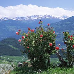 photo "Mountain landscape with a rose bush"