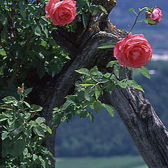 photo "Mountain landscape with a rose bush - fragment"
