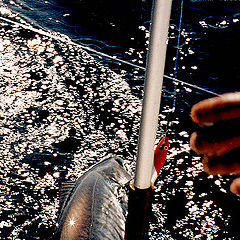 photo "Fish fight"