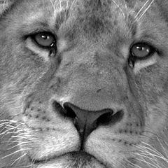 фото "Portrait of a Lion"