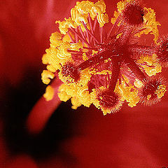 фото "Hibiscus#1"